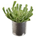 10.5"Hx9.5" Artificial Echeveria Succulent Plant w/Planter -Green - WF9402-GR