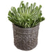 14.5"Hx11.5" Artificial Echeveria Succulent Plant w/Terra Cotta Planter -Green - WF9403-GR
