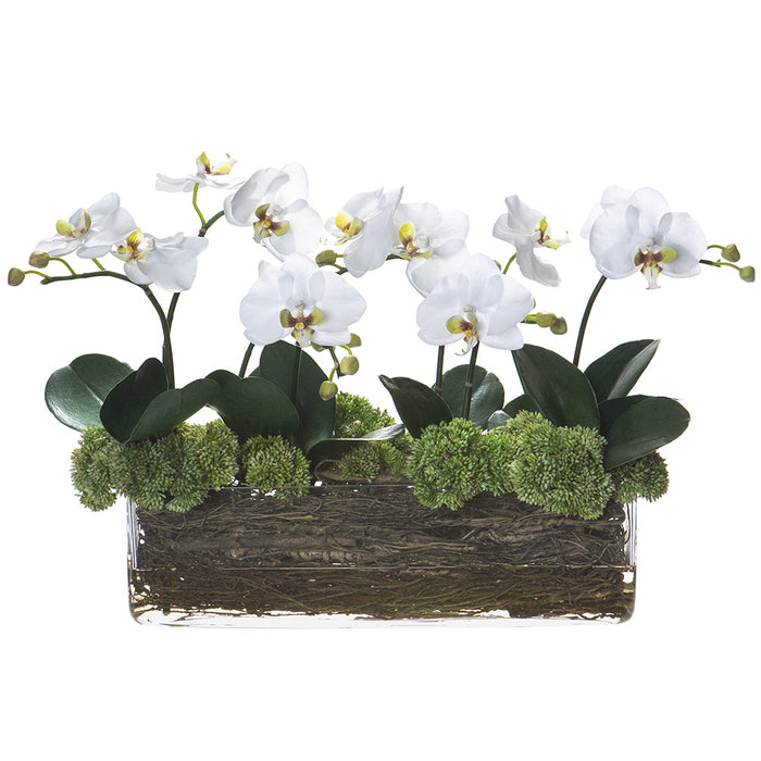 14.5"Hx24"W Phalaenopsis, Sedum & Twig Silk Flower Arrangement w/Glass Vase -White/Green - WF9581-WH/GR
