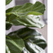 4'10" Silk Fiddle Leaf Fig Tree w/Planter -Green - WP0707-GR