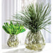 13"Hx11.5"W Echeveria Succulent & Roots Artificial Plant w/Glass Vase -Green - WP0730-GR