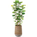 5'9"Hx24"W Seagrape Leaf Artificial Tree w/Cement Planter -Green - WP0752-GR