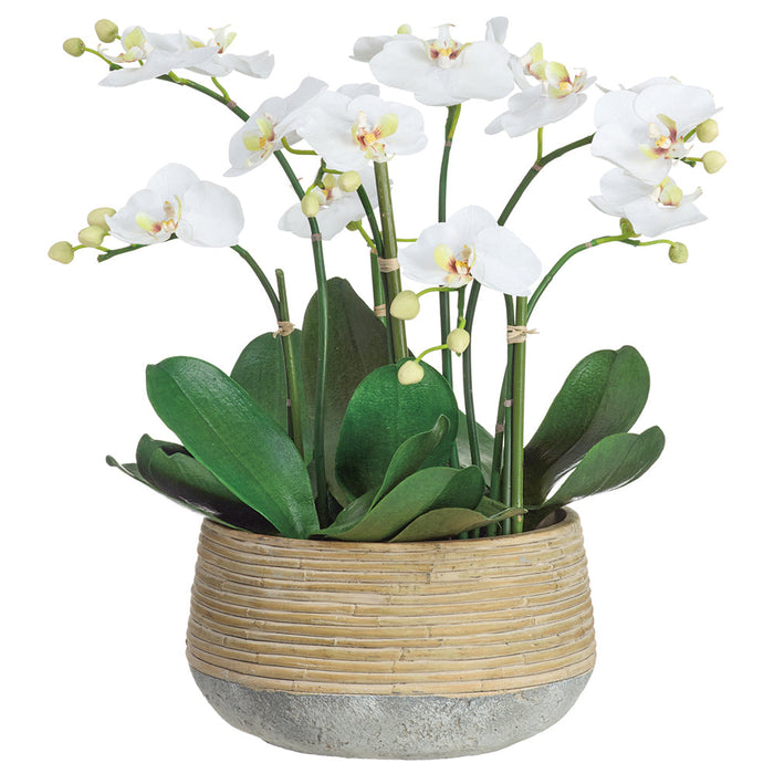 18"Hx16"W Phalaenopsis Orchid Silk Flower Arrangement w/Cement Pot -White - WP0764-WH