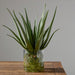 26"Hx20"W Agave With Roots Artificial Plant w/Glass Vase -Green - WP0765-GR