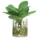 11"Hx9"W Kalanchoe With Roots Artificial Plant w/Glass Vase -Green - WP0767-GR