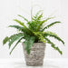 19" Boston Fern Leaf Silk Plant w/Cement Pot -Green - WP1042-GR
