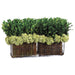 11"Hx18"W Preserved Boxwood Topiary Plant w/Glass Vase -Green - WP8018-GR