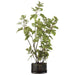 36"Hx23"W Cotinus Artificial Plant w/Soil & Glass Vase -Green - WP8151-GR