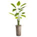 6'11" Silk Banana Palm Tree w/Planter -Green - WP8291-GR