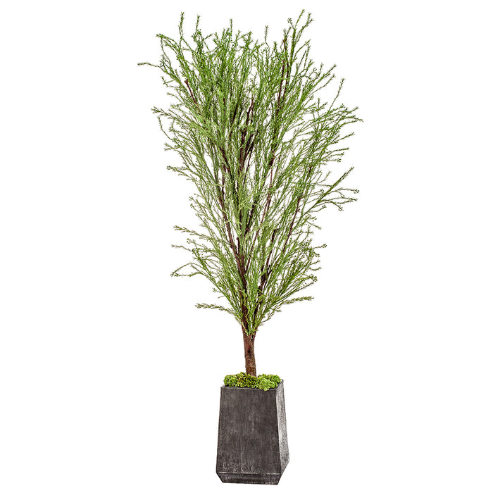 7'3" Evergreen Silk Tree w/Textured Planter -Green - WT0676-GR/LT