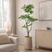 6'4"Hx36"W Pachira Leaf Artificial Tree w/Cement Planter -Green - WT0713-GR