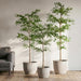 7'6"Hx36"W Shady Lady Olive Silk Tree w/Cement Planter -Green - WT0717-GR