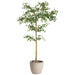 8'6"Hx48"W Shady Lady Olive Silk Tree w/Cement Planter -Green - WT0716-GR