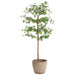 6'Hx36"W Shady Lady Olive Silk Tree w/Cement Planter -Green - WT0718-GR