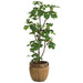 5'4"Hx30"W Silk Fig & Fruit Tree w/Basket -Green - WT0724-GR