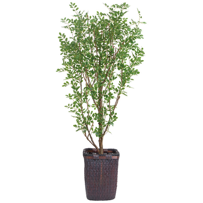 6'8"Hx36"W Cinamomo Chinaberry Silk Tree w/Basket -Green - WT0731-GR