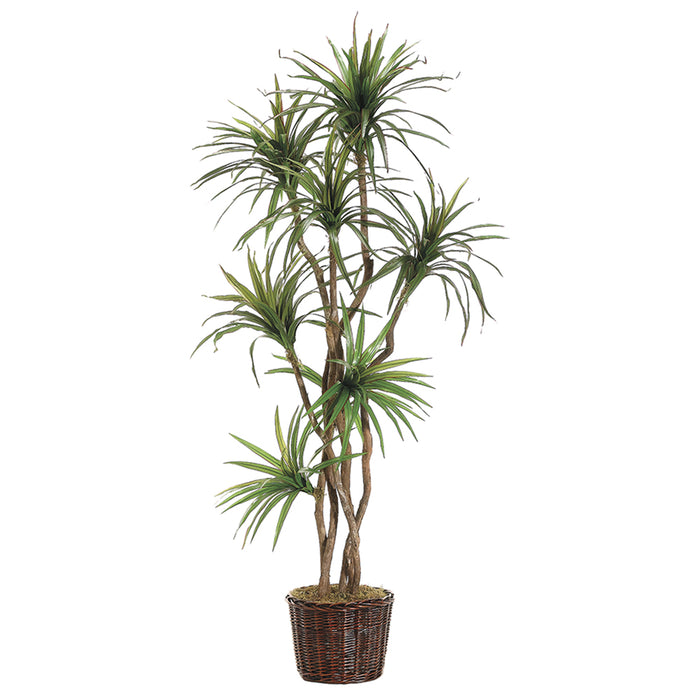 7' Yucca Dracaena Silk Tree w/Wicker Basket - WT4160-GR
