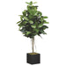 6'6" Rubber Leaf Silk Tree w/Bamboo Container -Green - WT4727-