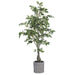 5'5" Silk Ficus Tree w/Terra Cotta Planter -Green - WT4936-GR