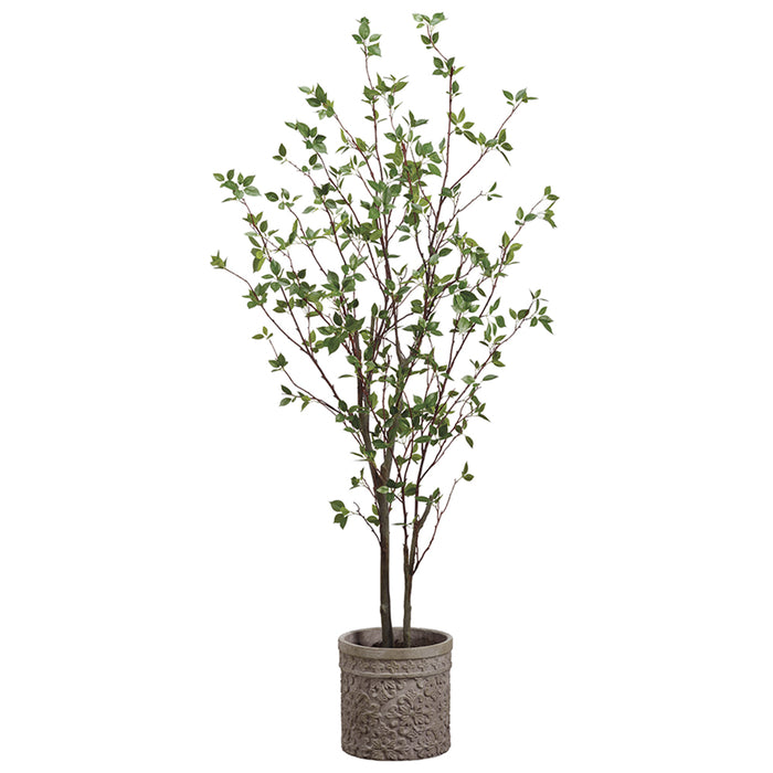 6' Cornus Silk Tree w/Terra Cotta Planter -Green - WT4997-GR