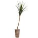 10'6" Artificial Agave Plant w/Cement Planter -Green - WT5081-GR