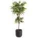 6'6" Silk Sakaki Tree w/Clay Planter -Green - WT5084-GR