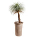 6' Silk Desert Palm Tree w/Metal Planter -Green - WT5087-GR