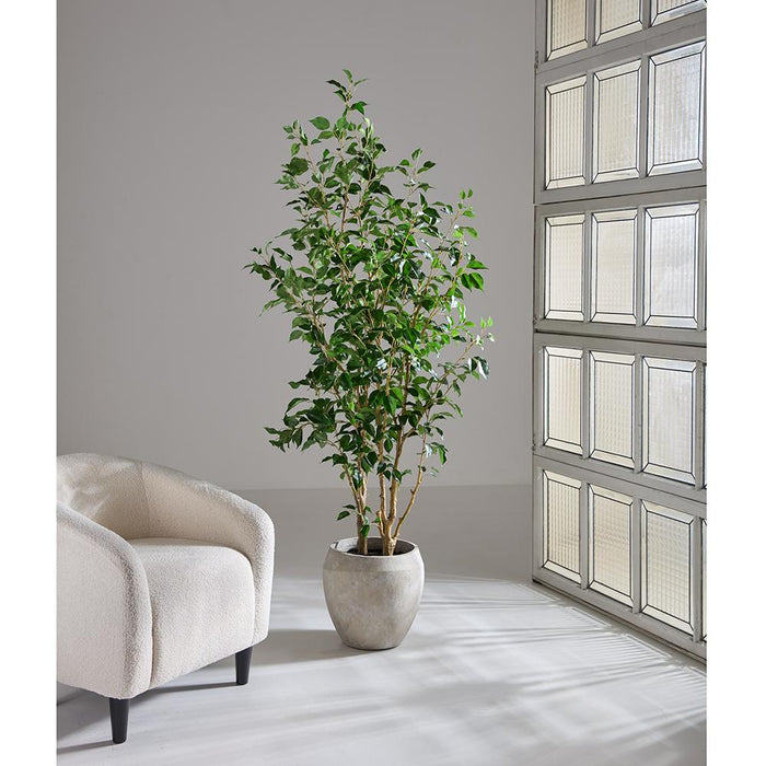 6'6"Hx32"W Ficus Benjamina Silk Tree w/Fiber Cement Planter -Green - WT8012-GR