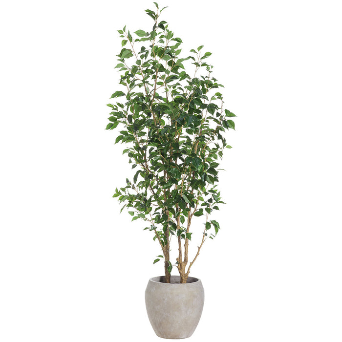 6'6"Hx32"W Ficus Benjamina Silk Tree w/Fiber Cement Planter -Green - WT8012-GR