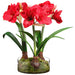 21.5"Hx24"W Silk Amaryllis Flower With Bulb, Skimmia & Sedum Arrangement w/Glass Vase -Red/Green - WX8086-RE