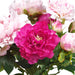 24.5"Hx18.5"W Peony Silk Flower Arrangement w/Glass Vase -2 Tone Pink - WZ0173-PK/TT