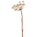 38.5" Flocked Artificial Cow Parsnip Flower Stem -Brown/White (Pack of 8) - XAQ940-BR/WH