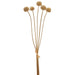 22" Artificial Billy Button Craspedia Flower Stem Bundle -Gold (pack of 12) - XFB305-GO