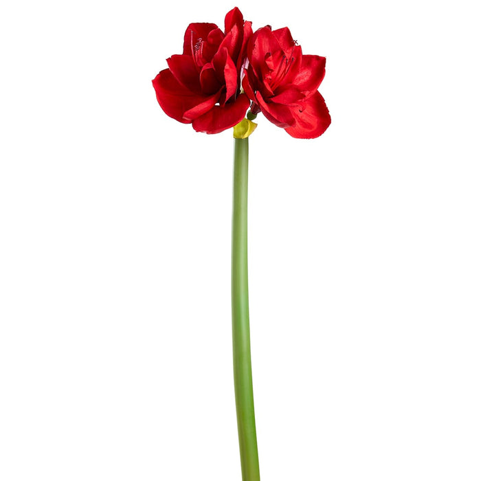 27" Artificial Amaryllis Flower Stem -Red (pack of 12) - XFS182-RE