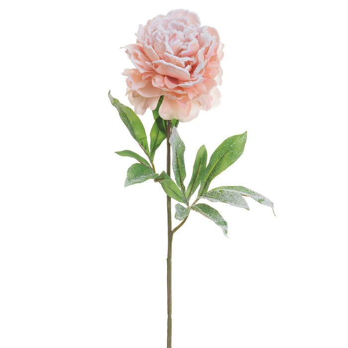 28" Snowed Artificial Peony Flower Stem -Pink (pack of 12) - XFS188-SN/PK