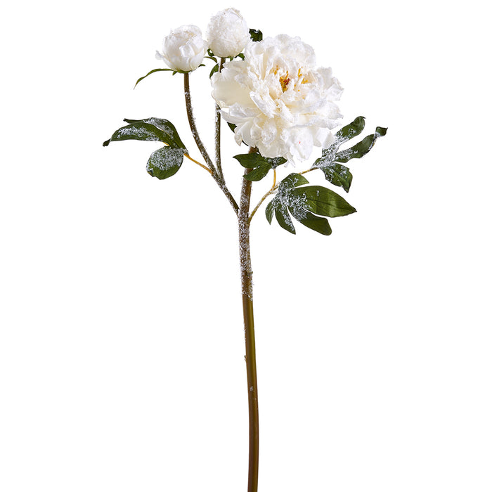 24" Snowed Artificial Peony Flower Stem -White (pack of 12) - XFS299-WH/SN