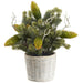 13" Pine, Pinecone & Twig Artificial Arrangement w/Cement Pot -Green (Pack of 2) - XLF312-GR