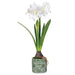 27.5" Amaryllis Silk Flower Arrangement w/Ceramic Vase -White (Pack of 2) - XLF465-WH