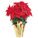 26" Artificial Majestic Velvet Poinsettia Flower Arrangement w/Gold Foil Wrapped Pot -Red (pack of 6) - XLF620-RE