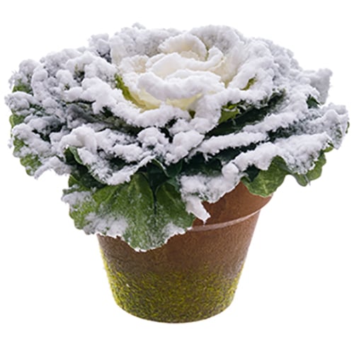 4.5" Snowed Cabbage Artificial Plant w/Papier Mache Pot -Green/Snow (pack of 12) - XLP204-GR/SN