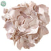 6" Velvet Artificial Hydrangea Clip-On Flower -Beige (Pack of 12) - XPH392-BE