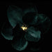 7" Velvet Magnolia Battery Operated Fiber Optic Light Artificial Clip-On Flower -Green (Pack of 12) - XPH710-GR