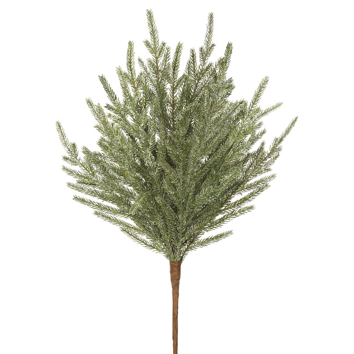 Cypress Pine 10 stems per bunch