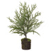 18" Artificial Spruce Tree w/Soil & Moss -Green (Pack of 4) - YTM283-GR