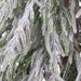 4'Hx32"W Flocked Artificial Willow Pine Tree, Unlit -White - YTSWB4-