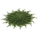 18" Wide Holiday Artificial Willow Pine Round Placement -Green (Pack of 6) - YZ7465-GR