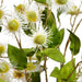 39" Chinese Buttonbush Silk Flower Stem Bundle -Cream - ZBP014-CR