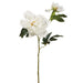 19.5" Peony Silk Flower Stem -White (pack of 12) - ZGS078-WH
