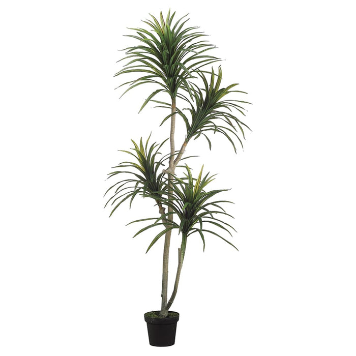 6' Yucca Silk Tree w/Pot -Green/Burgundy - ZPY182-GR/BU