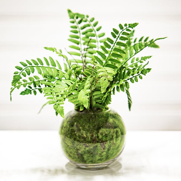 12" Boston Fern Leaf Silk Plant w/Glass Vase -Green - ZQF322-GR